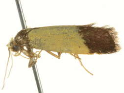 Image of <i>Heteroteucha kershawi</i>