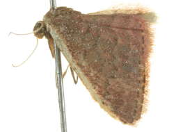 Image of Idaea inversata