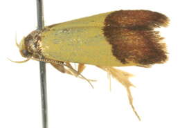 Image of <i>Heteroteucha kershawi</i>