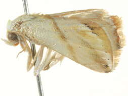 Eublemma cochylioides resmi