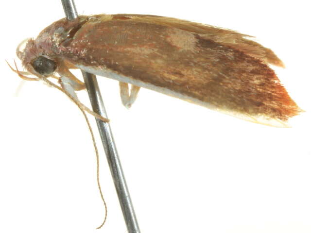 Image of <i>Hemibela callista</i>