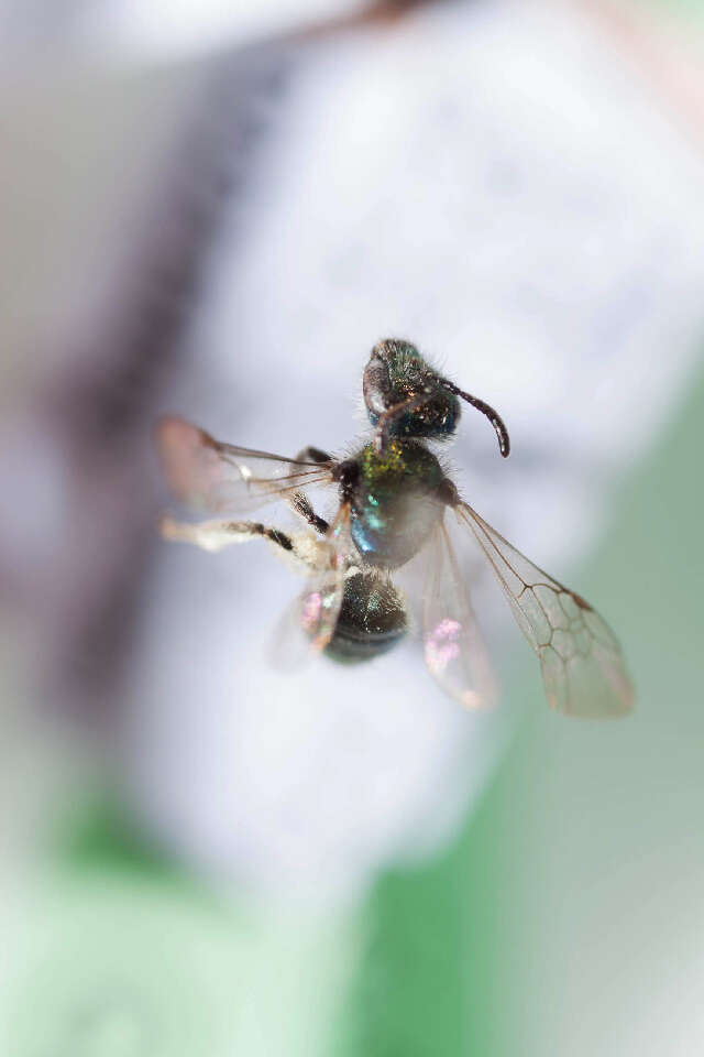 Image of Caenohalictus Cameron 1903