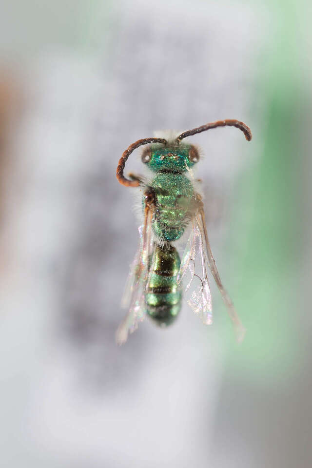 Image of Caenohalictus Cameron 1903