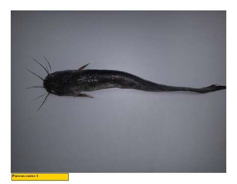 Image of Barbel-eel catfish