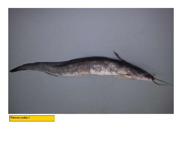 Image of Barbel-eel catfish