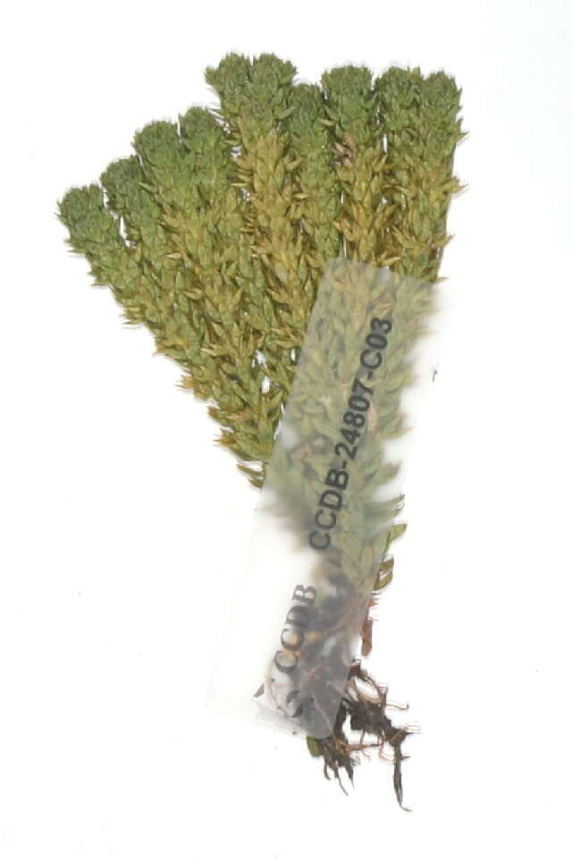 Image of clubmoss