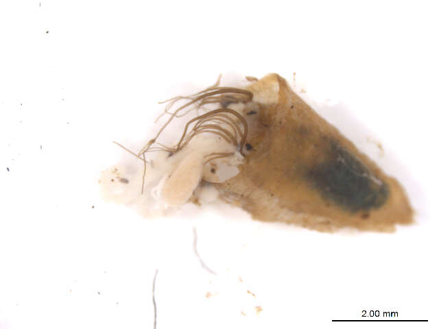 Imagem de Simulium pseudocallidum Diaz Najera 1965