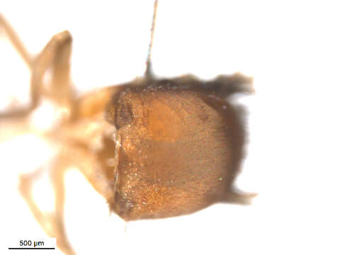 Sivun Gigantodax flabellus Wygodzinsky & Coscaron 1989 kuva