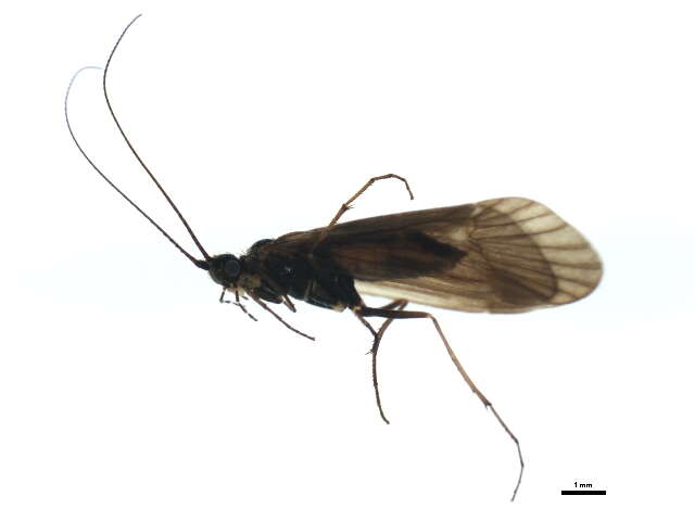 Image of Apatania hispida (Forsslund 1930)