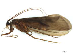 Image of Potamophylax latipennis (Curtis 1834)