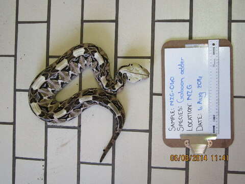 Image of Biota