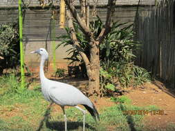 Image of cranes