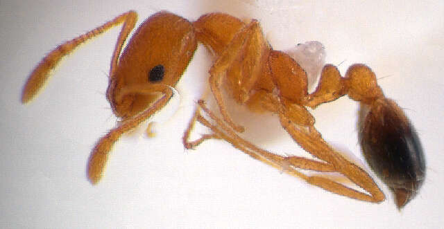 Image of Monomorium