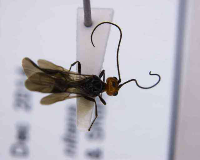 صورة Euphorinae