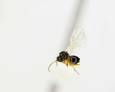 Image of Parasitoid wasp