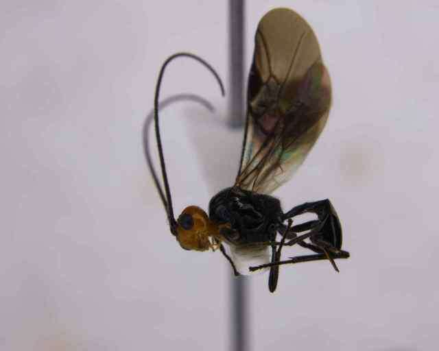 صورة Euphorinae