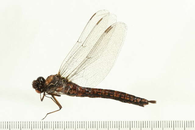 Image of Azure Darner