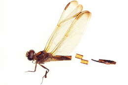 Image de Libellula jesseana Williamson 1922