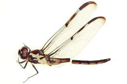 Image of Bar-winged Skimmer