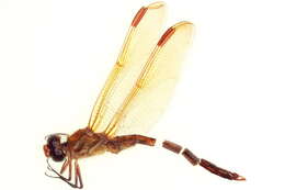 Image de Libellula jesseana Williamson 1922