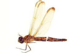 Image de Libellula jesseana Williamson 1922