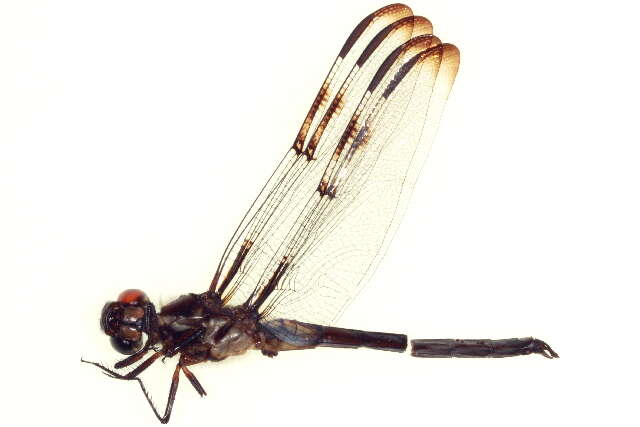 Image of Bar-winged Skimmer