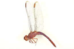 Image of Carmine Skimmer