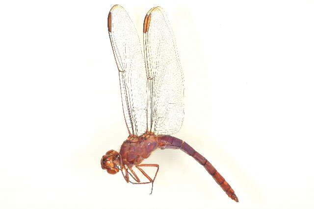 Image of Carmine Skimmer