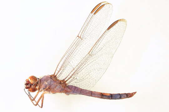 Image of Roseate Skimmer