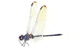 Слика од Dythemis Hagen 1861