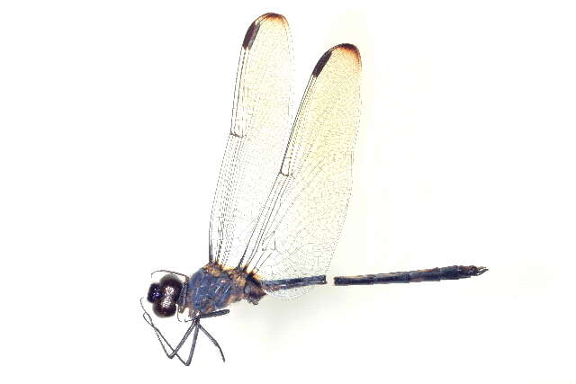 Слика од Dythemis Hagen 1861