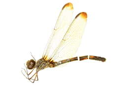 Слика од Dythemis Hagen 1861