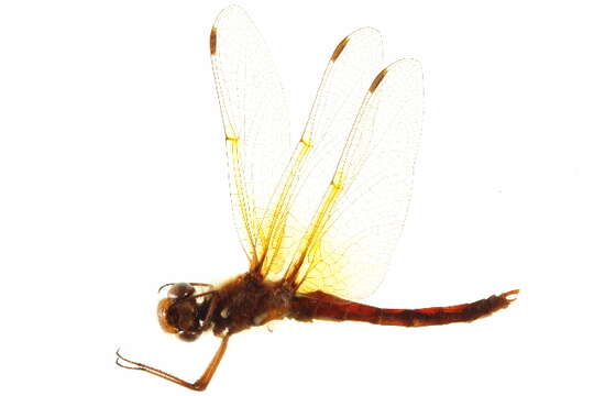 Image of Cardinal Meadowhawk