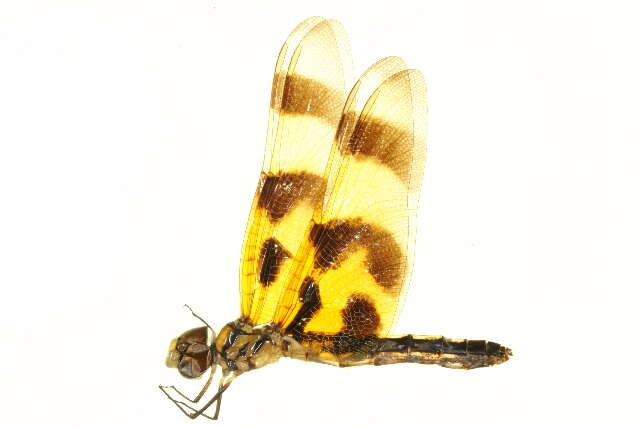 Image of Halloween Pennant