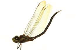 Image of Aeshnoidea