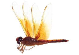 Image of Flame Skimmer