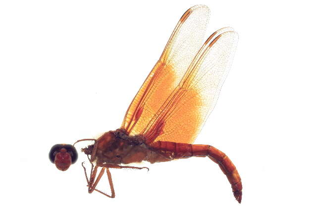 Image of Flame Skimmer