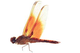 Image of Flame Skimmer