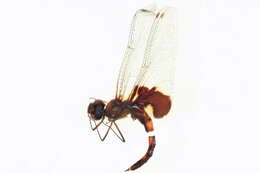 Image of Saddlebags gliders