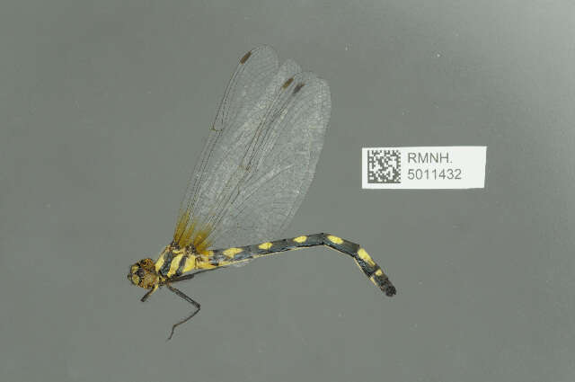 Слика од Synthemistidae