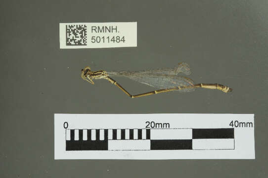 Image of Isostictidae