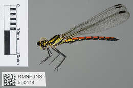 Image of jewel damselfly