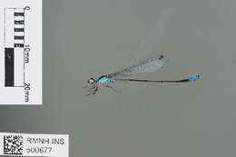 Image of Xiphiagrion Selys 1876