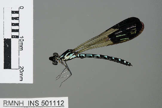 Image of jewel damselfly