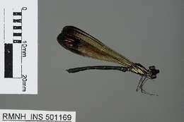 Image of jewel damselfly