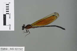 Image of Euphaeidae