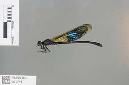 Image of Euphaeidae