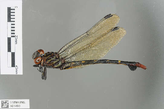 Imagem de Phyllogomphus Selys 1854