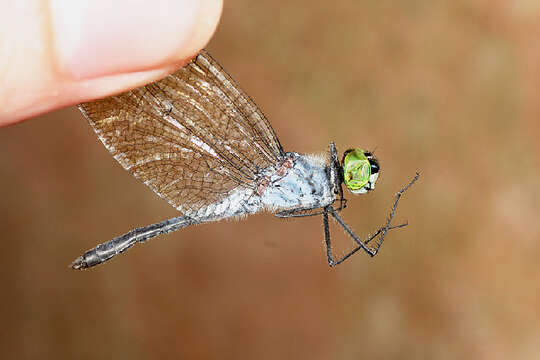 Image of skimmers