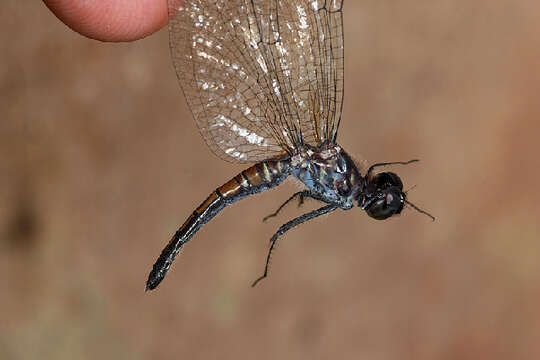 Image of skimmers